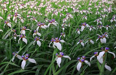 2023年1月PS5欧洲销量增长了超200%